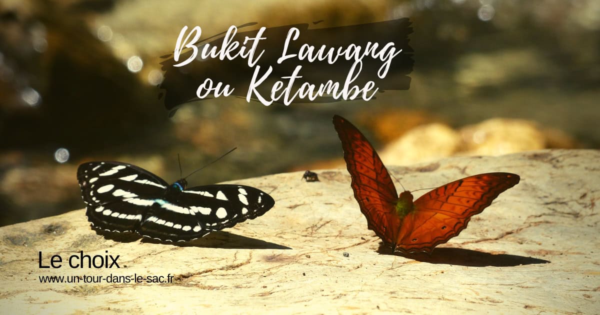 Bukit Lawang facebook