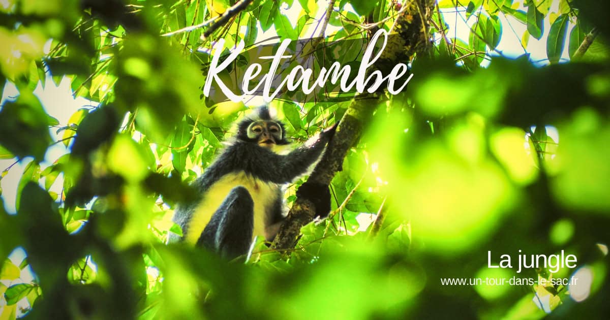 Jungle de Ketambe