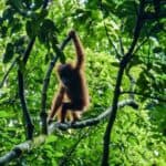 Orangs Outans milieu naturel