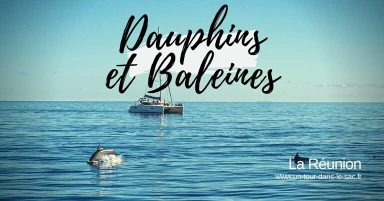 Dauphins et Baleines Reunion