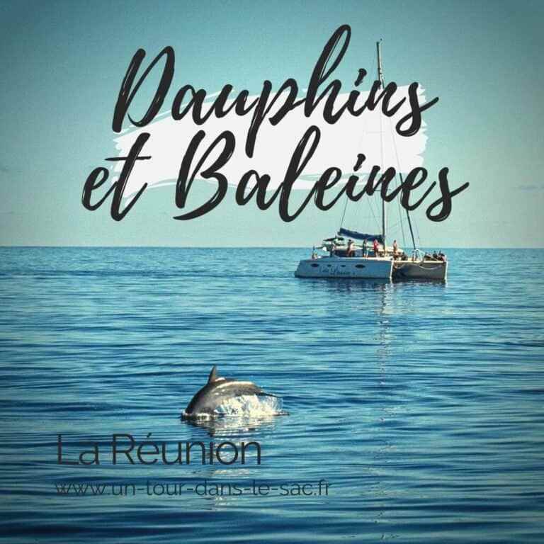 Dauphins et Baleines de la Réunion