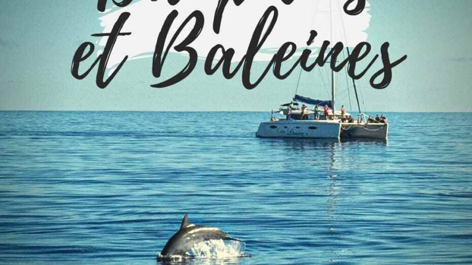 Dauphins et Baleines de la Réunion
