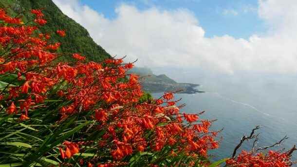 Voyage Açores Flores