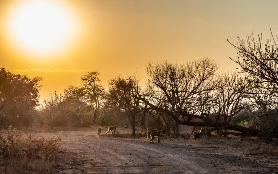 Itinéraire 3 semaines Afrique du Sud