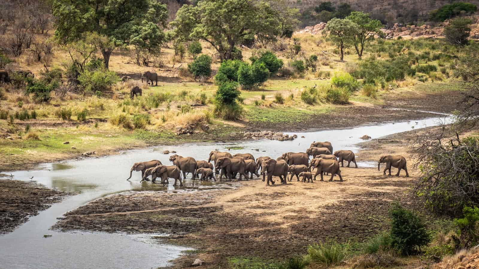 safari Afrique du sud