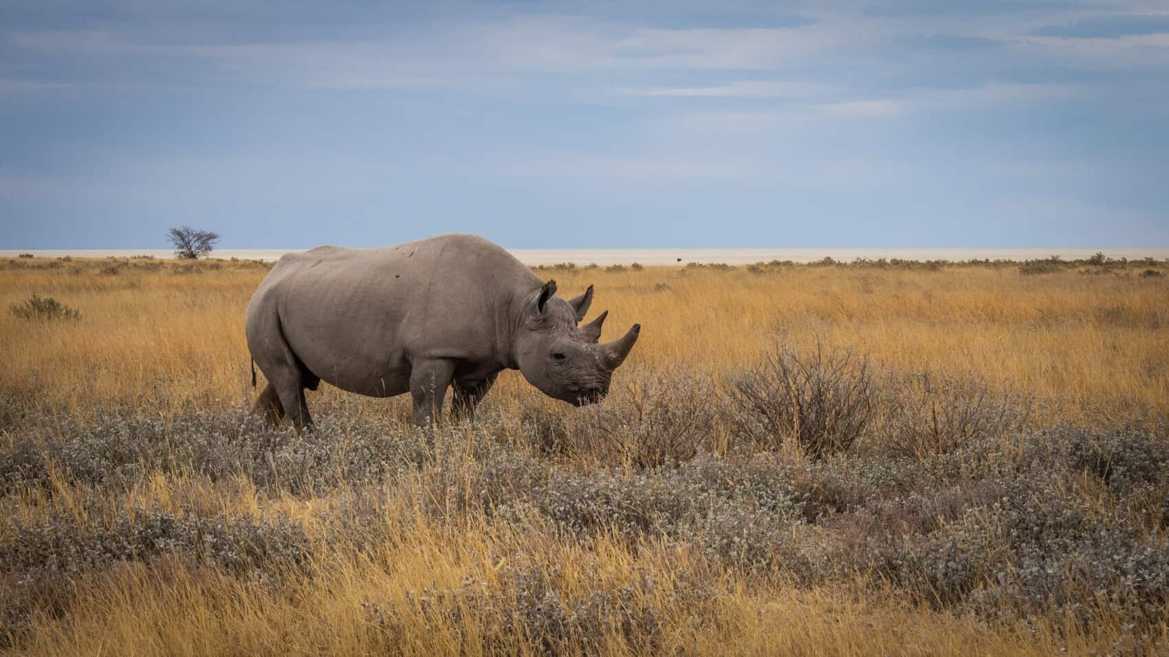 Visiter etosha