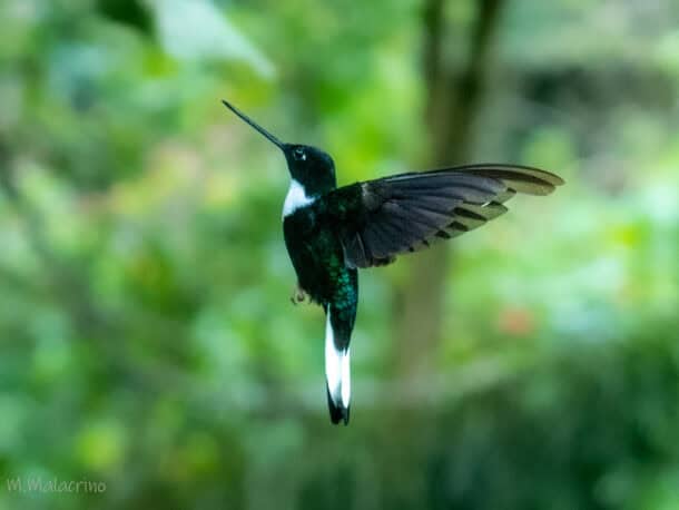 Colibri en vol dans la forêt de Salento, Colombie.