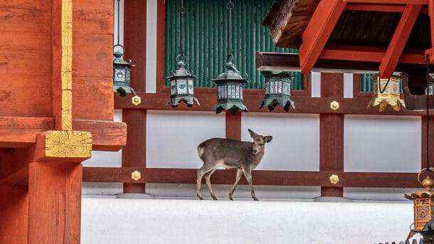 Nara lors d'une excursion à Kyoto