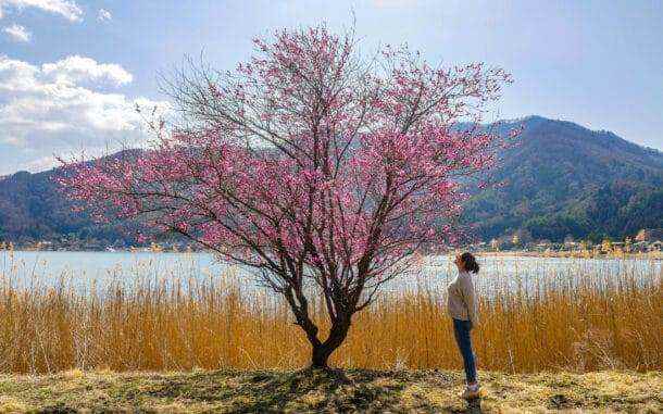 périle au Japon : lacs mont fuji