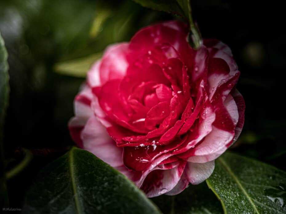 rose de Kyoto japon