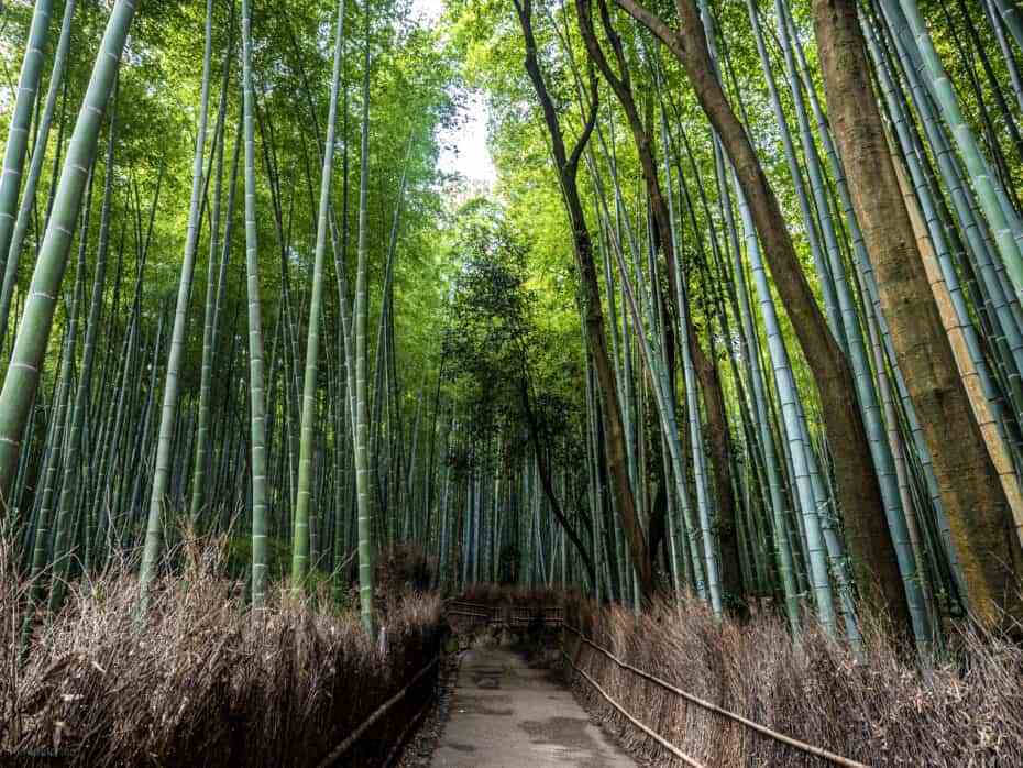 Arashiyama 