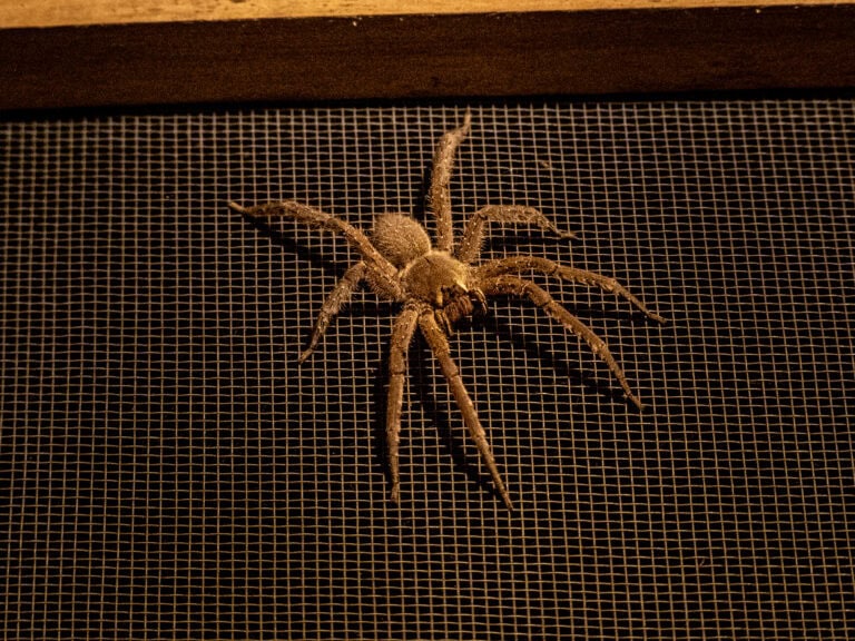 Araignée parc Cuyabeno