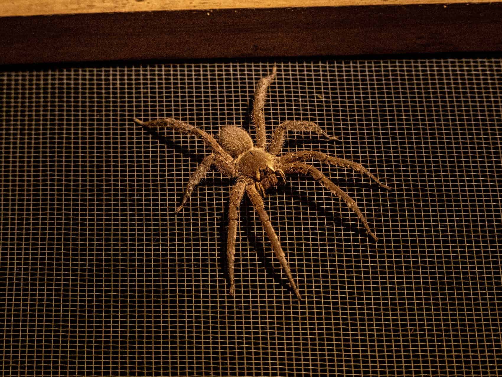 Araignée parc Cuyabeno