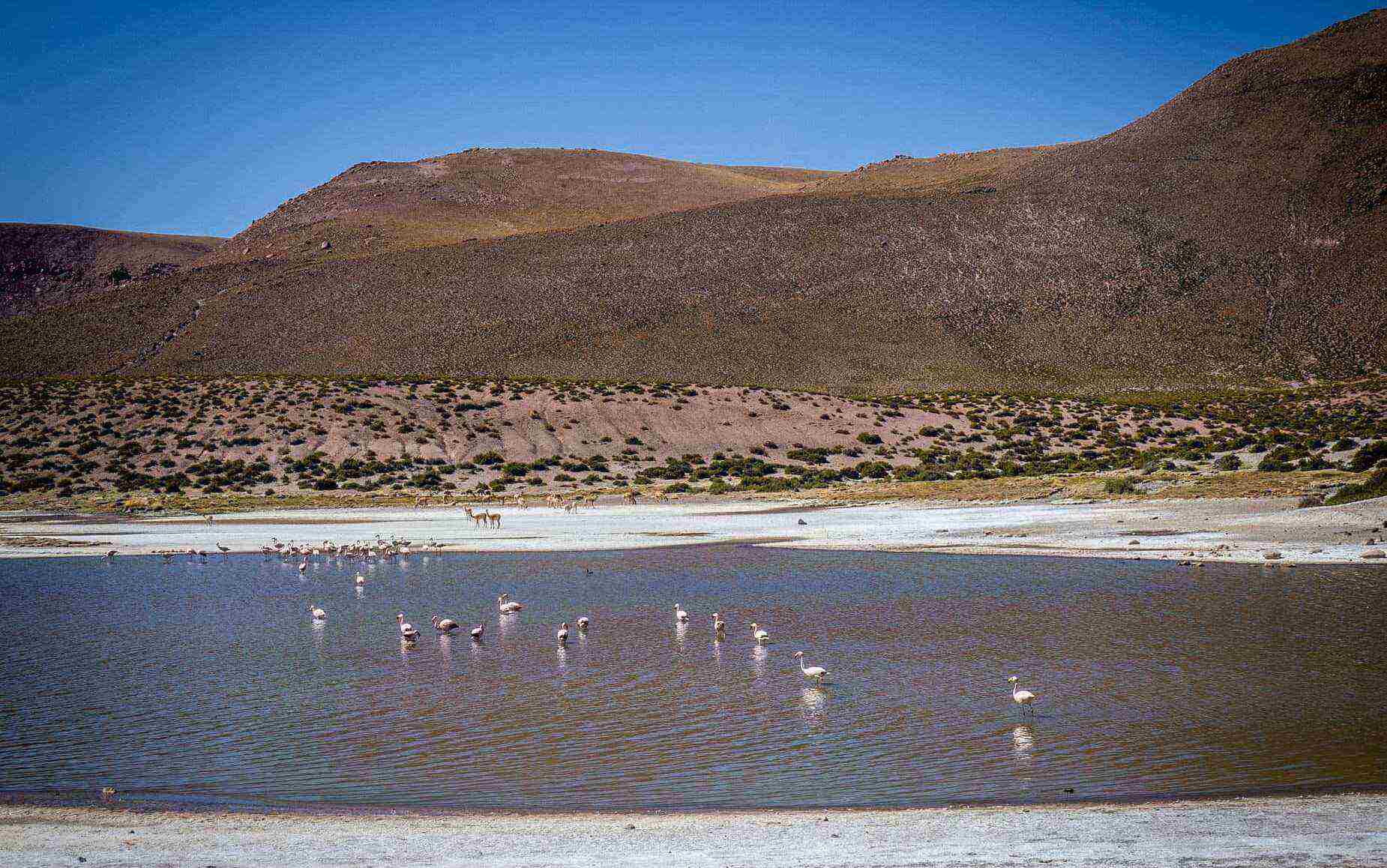 Comment visiter le désert d’Atacama ?