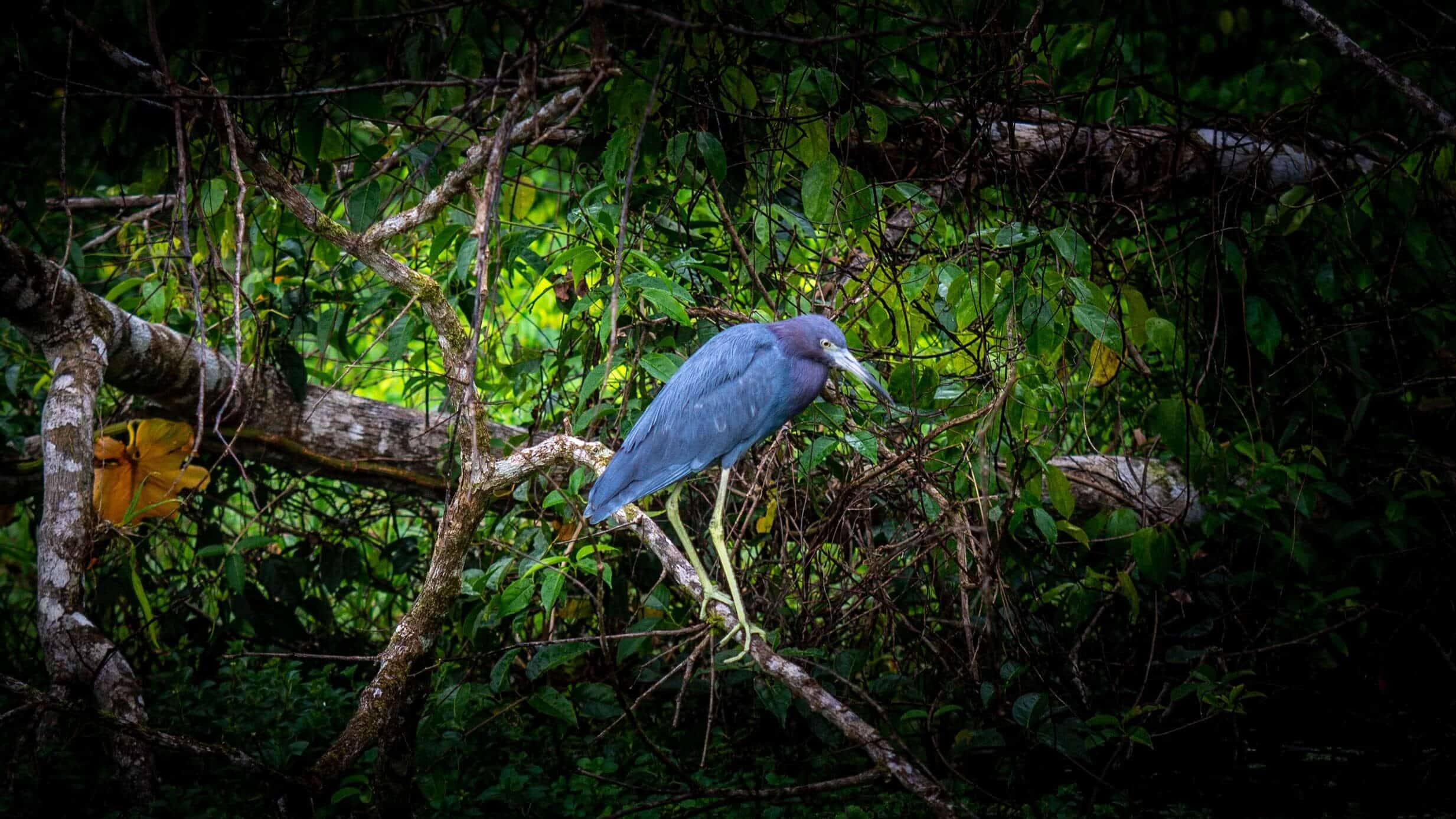 Faune Tortuguero oiseaux