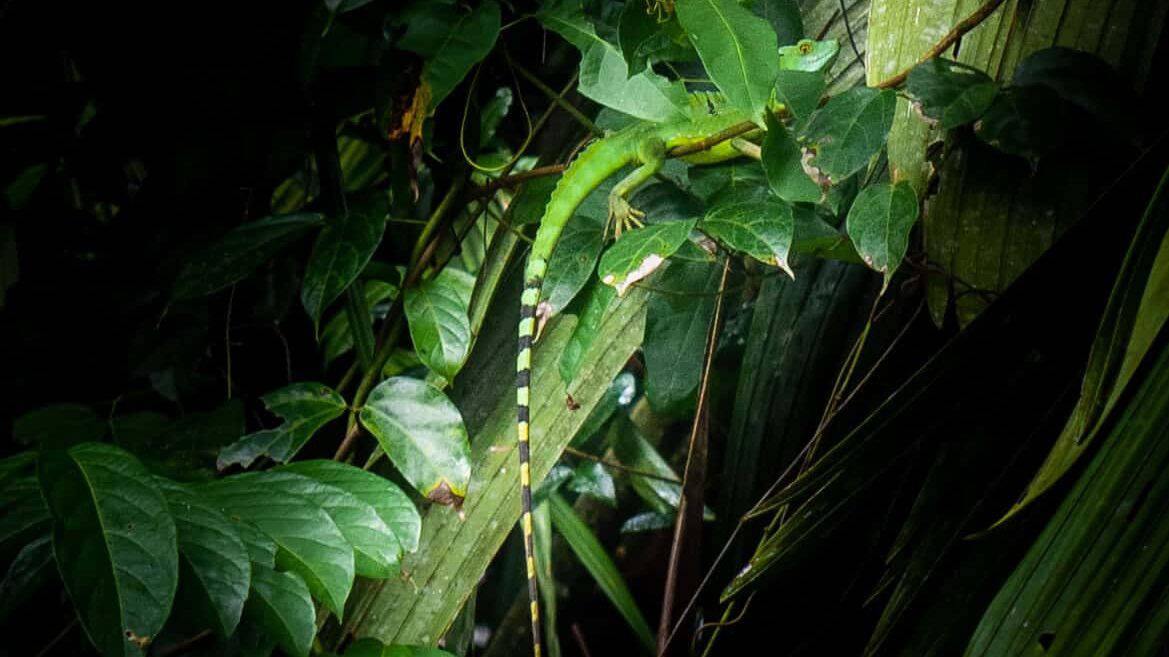 Excursion nocturne dans le parc de Tortuguero