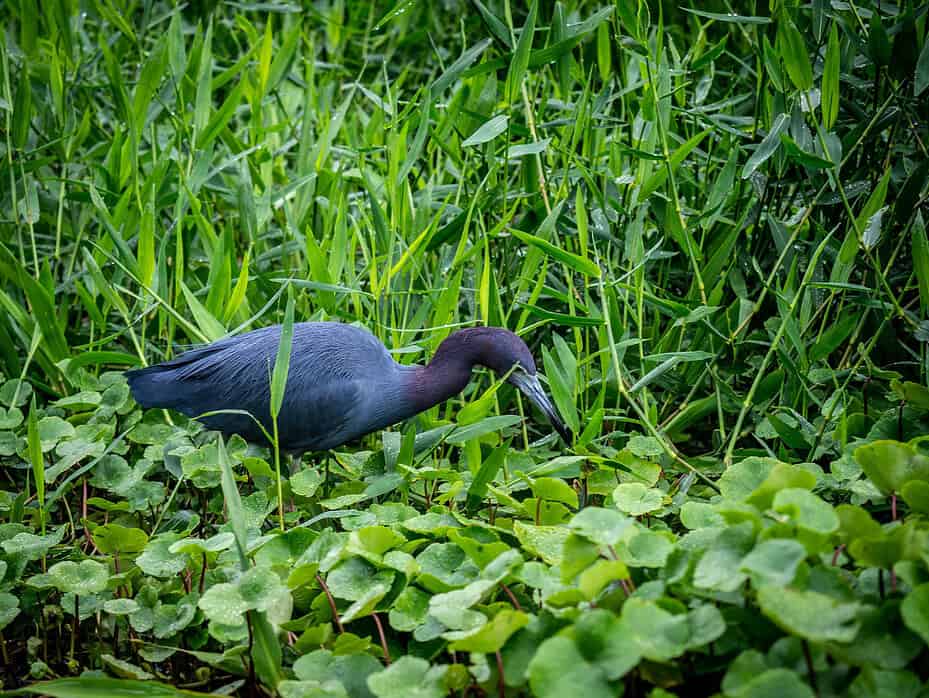 Oiseaux Tortuguero