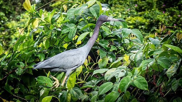 Faune Tortuguero