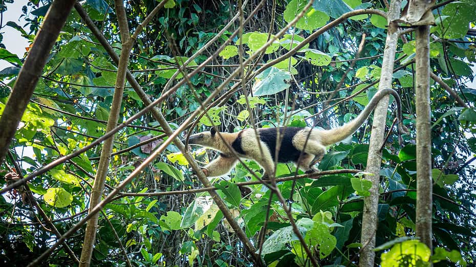 Un fourmillier sur le sendero Jaguar