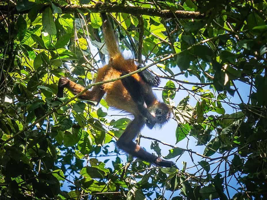 singe araignée Tortuguero