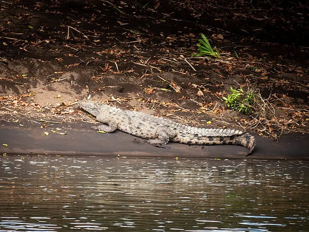 Caiman Tortuguero