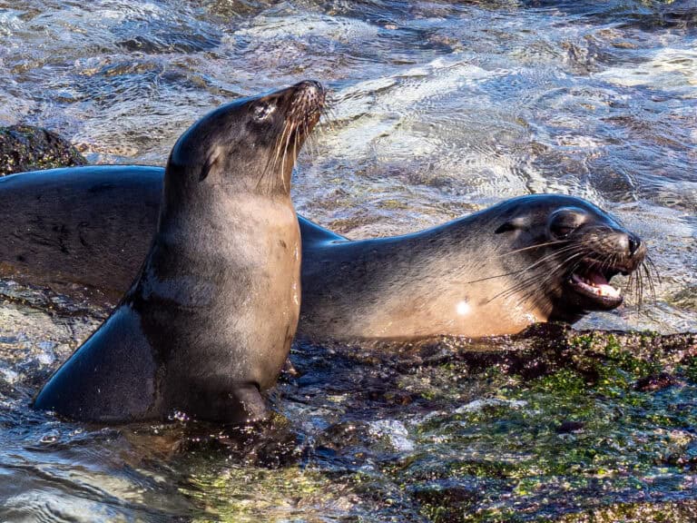 Visiter les Galapagos