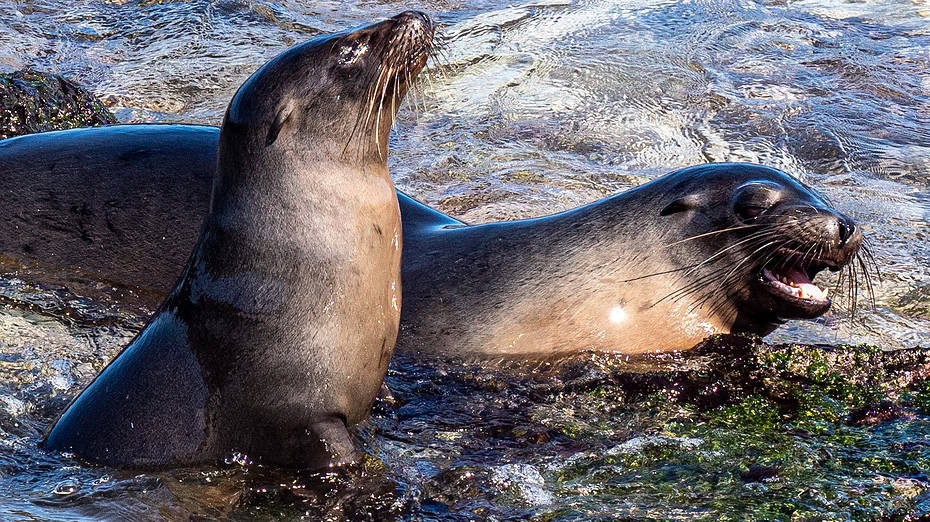 Visiter les Galapagos