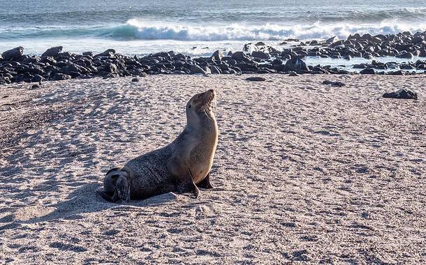 Loberia galapagos