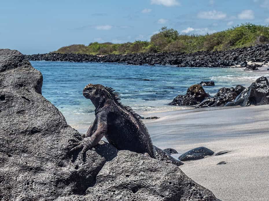 Comment visiter les Galapagos ?