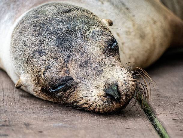 Otarie Galapagos Concha Perla