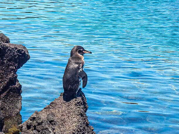 Pingouin Galapagos