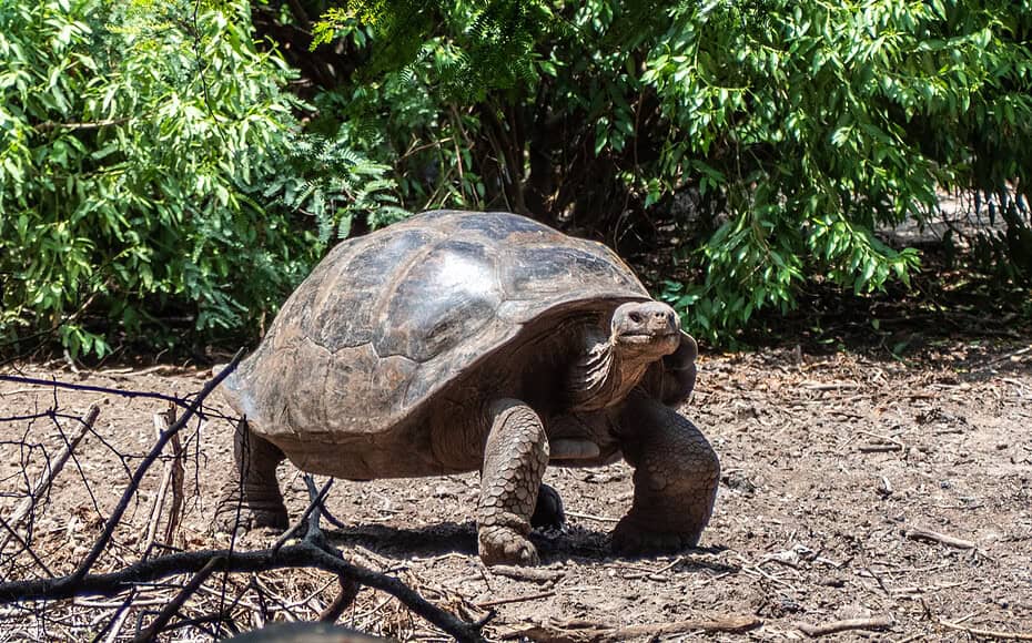 Crianza Galapagos Tortue