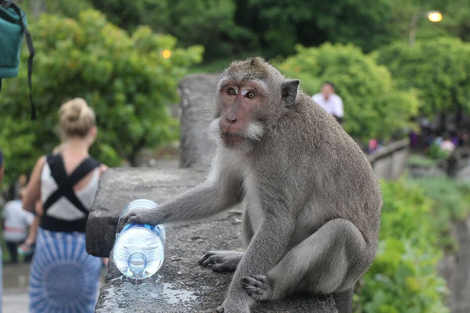 singes Uluwatu