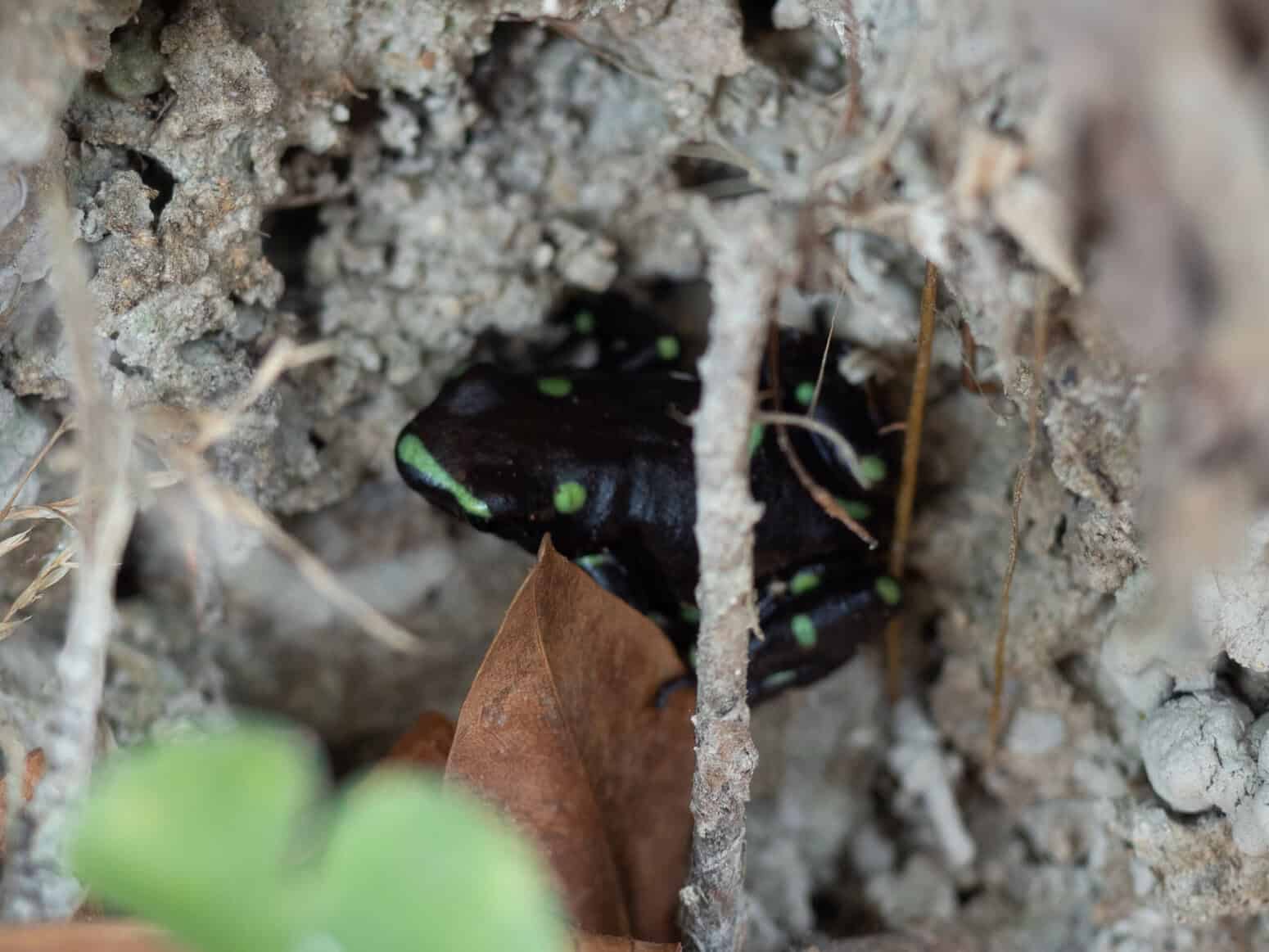 grenouille Cerro Ancon Panama City