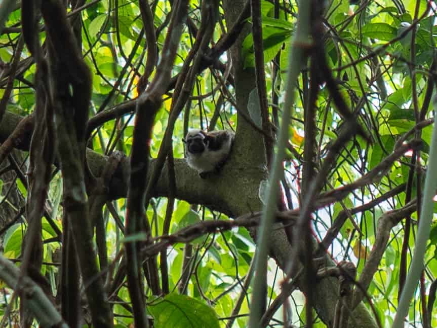 Panama City Parc Naturel Métropolitain singe hurleur