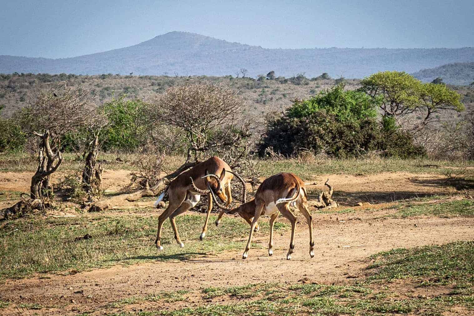 springbok Parc Hluhluwe-iMfolozi en Afrique du Sud 
