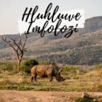 Rhinocéros dans un parc naturel avec montagnes en arrière-plan.