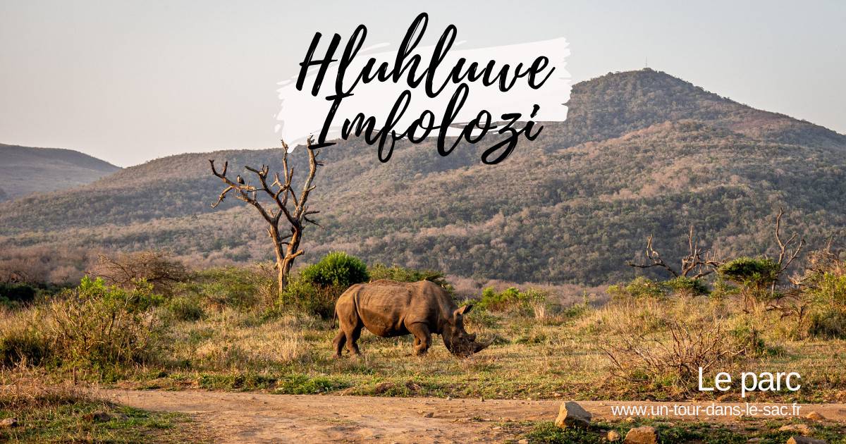 Rhinocéros dans un parc naturel avec montagnes en arrière-plan.