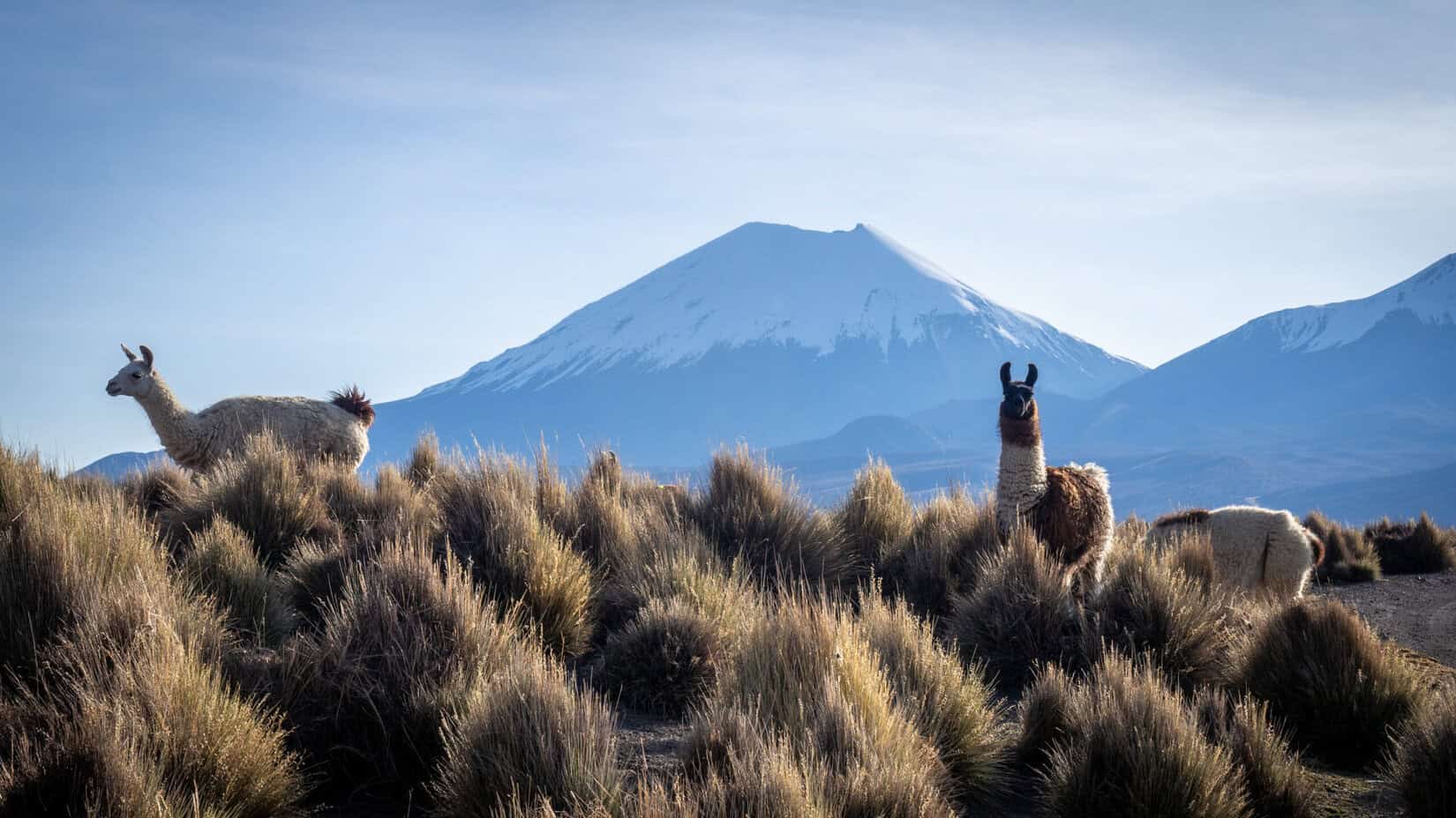 Parc National Sajama Bolivie