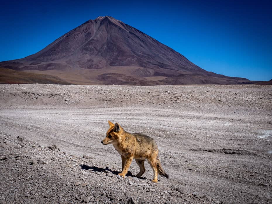 renard sud lipez