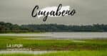 Cuyabeno Jungle Amazonienne