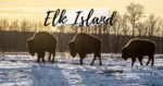 Elk Island Park Canada, bisons