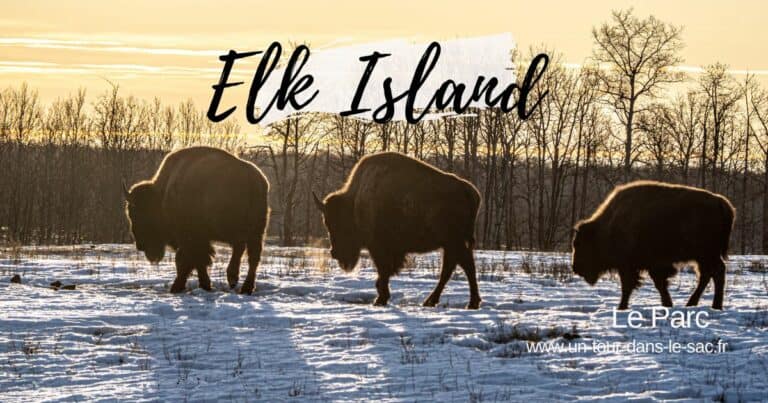 Elk Island Park Canada, bisons