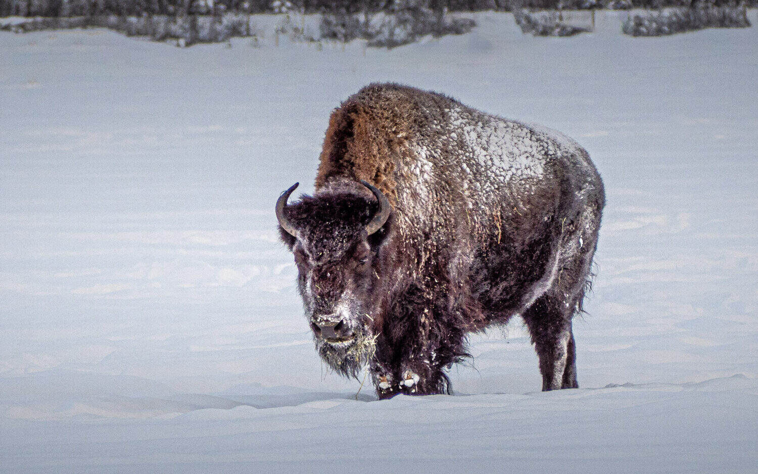 Bison des bois au Yukon Wildlife Preserve