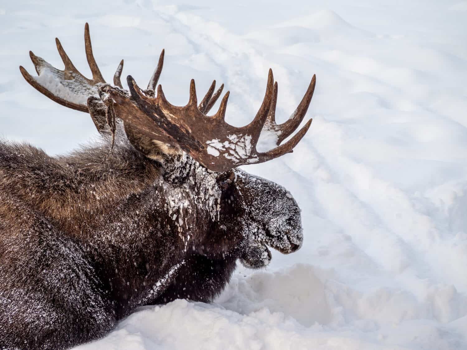 Élan (moose) dans la neige au Yukon