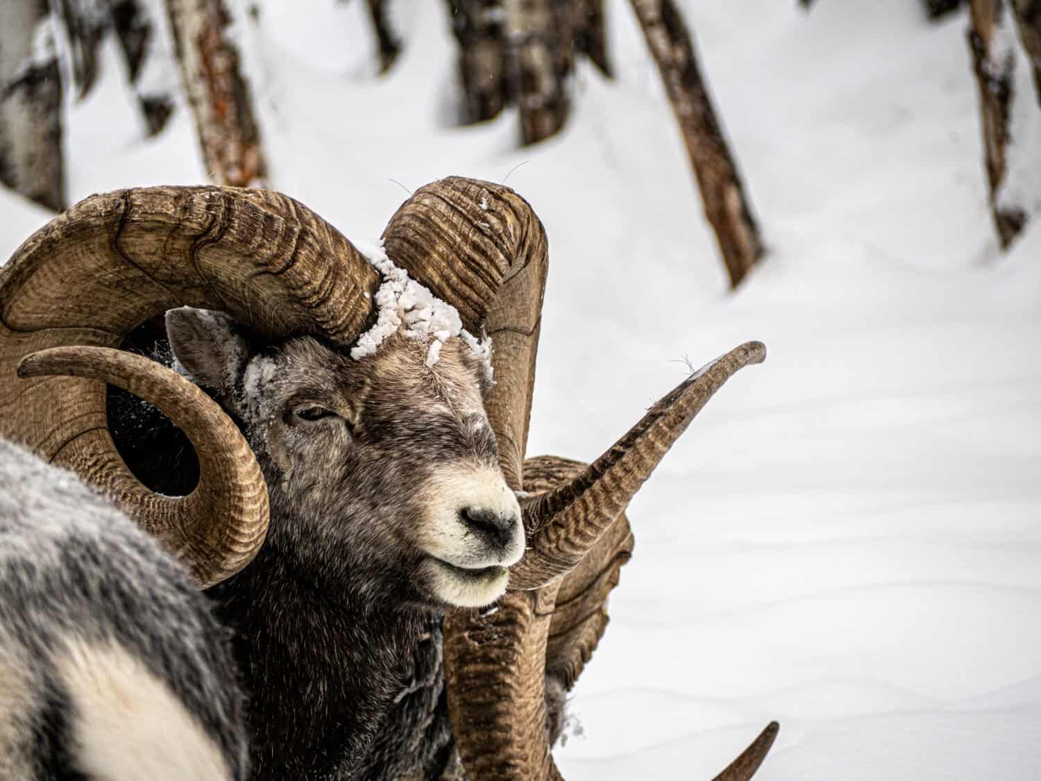 Faune du Yukon en hiver