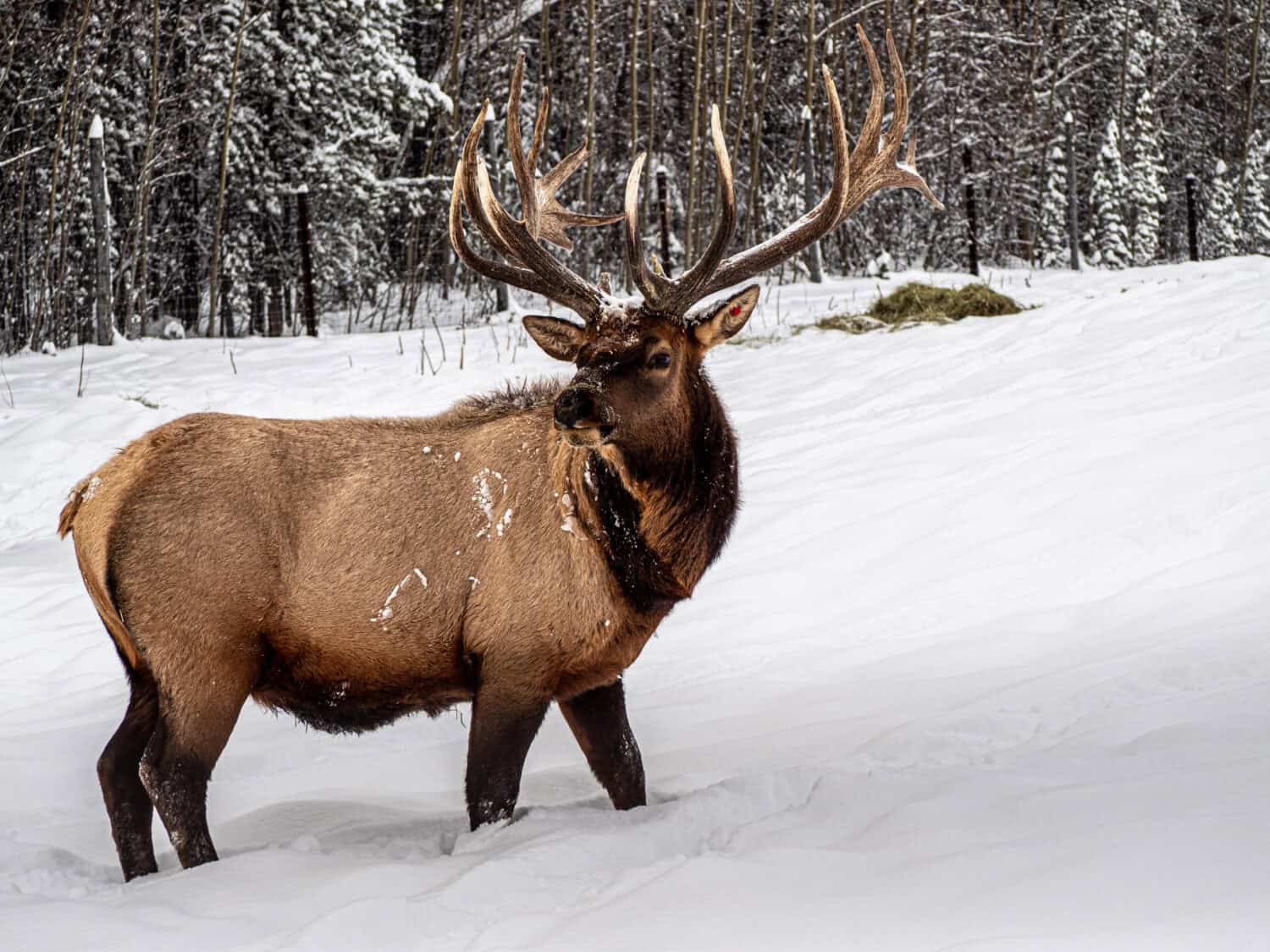 Caribou Yukon