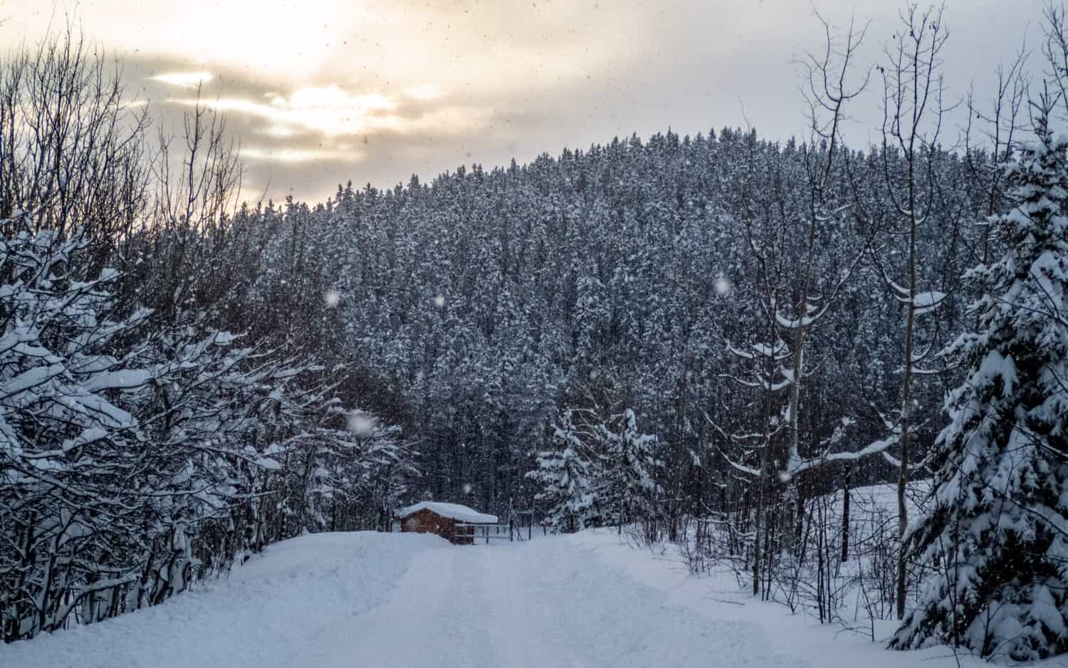 Yukon Wildlife Preserve