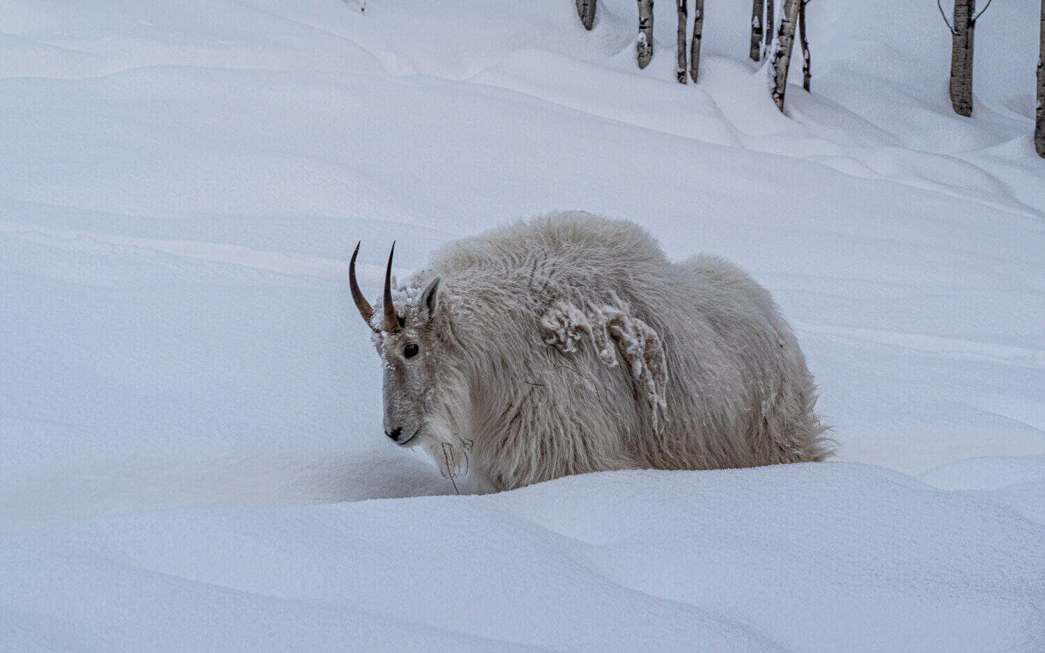 Chèvre des montagnes Yukon