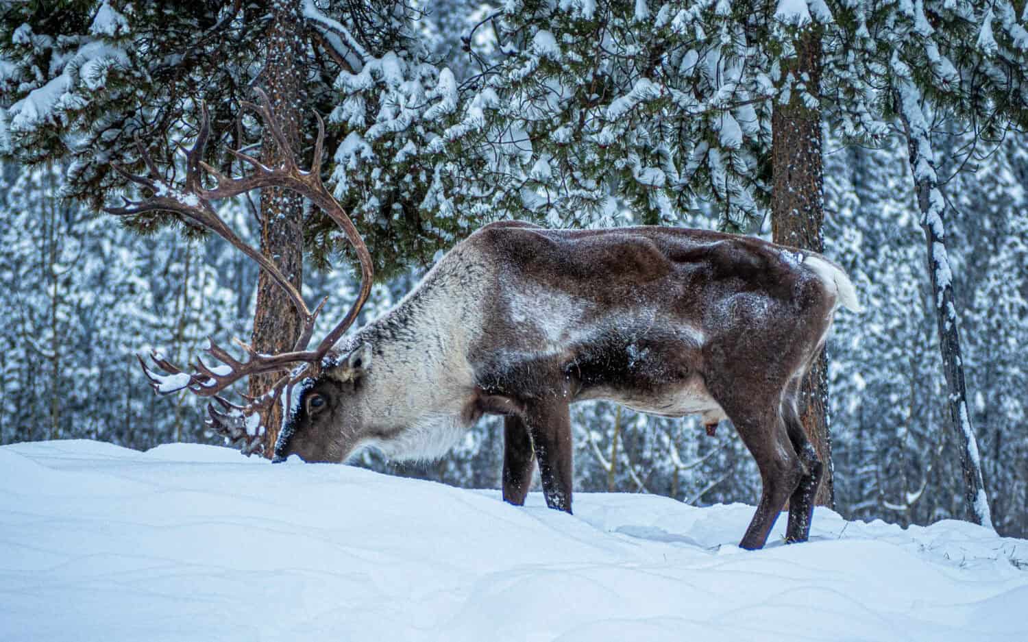 Faune du Yukon au Yukon Wildlife Preserve en hiver